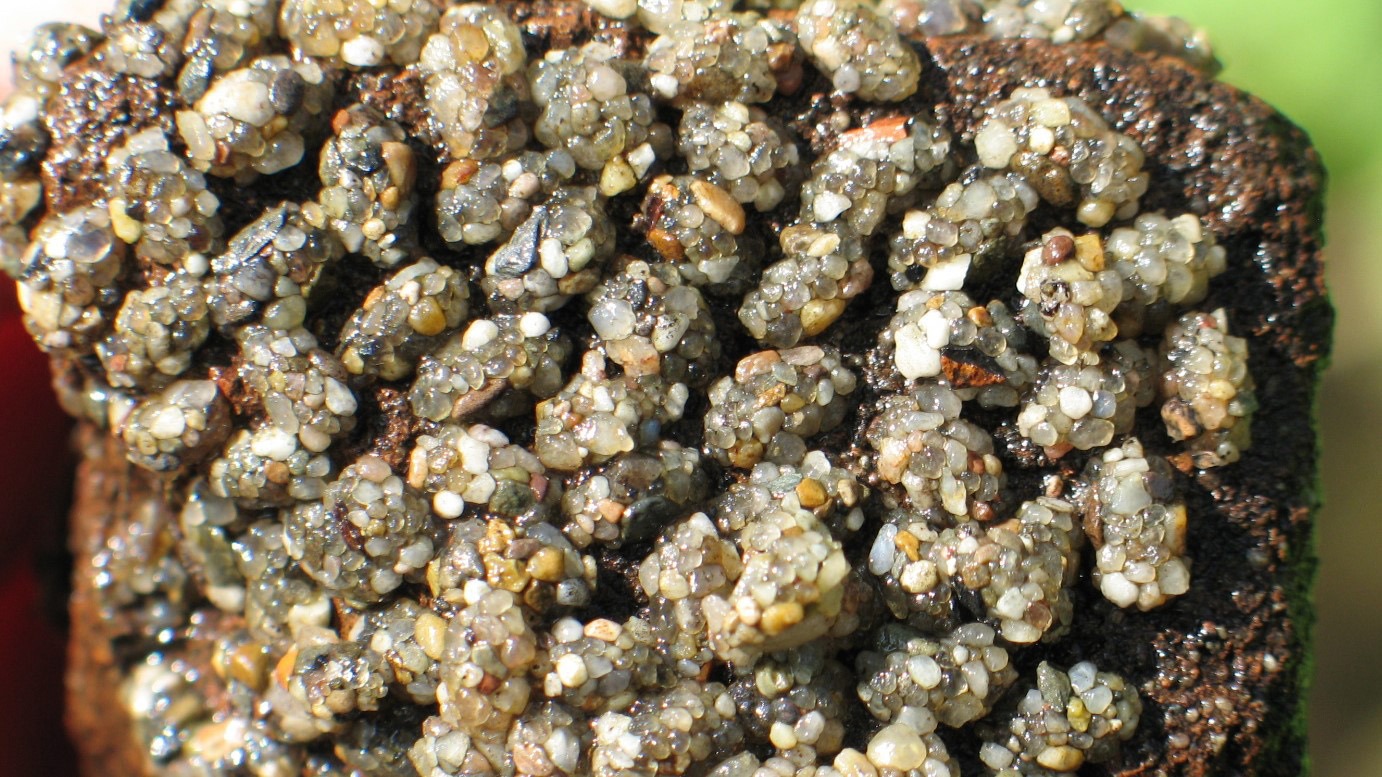 Beekdallezing: fauna in de beken op de Veluwe