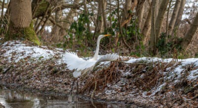 grote zilverreiger