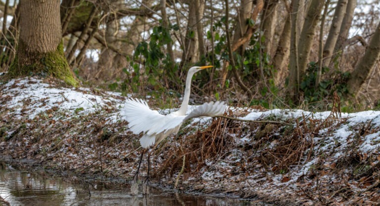 grote zilverreiger