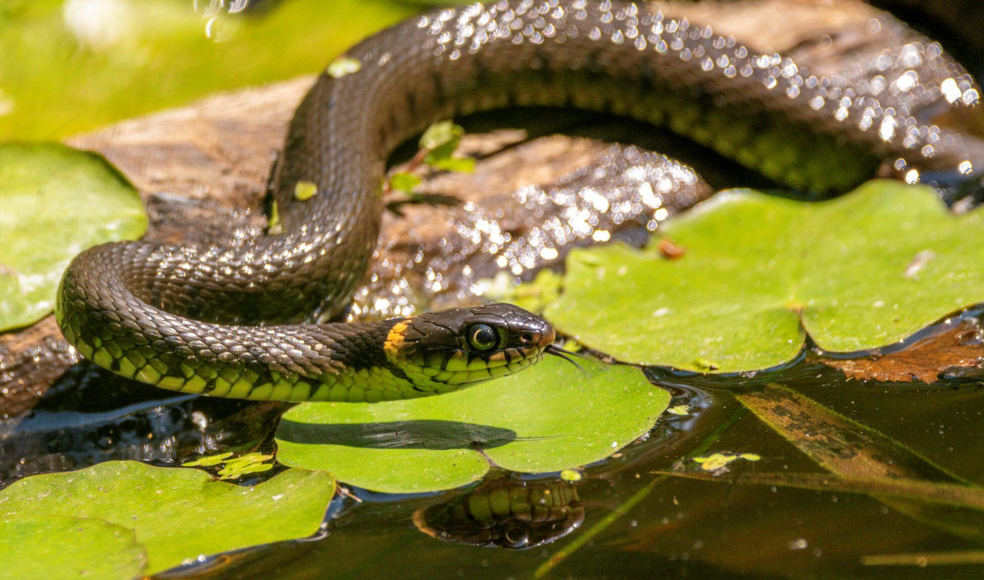 Mini-tentoonstelling: lente in het beekdal