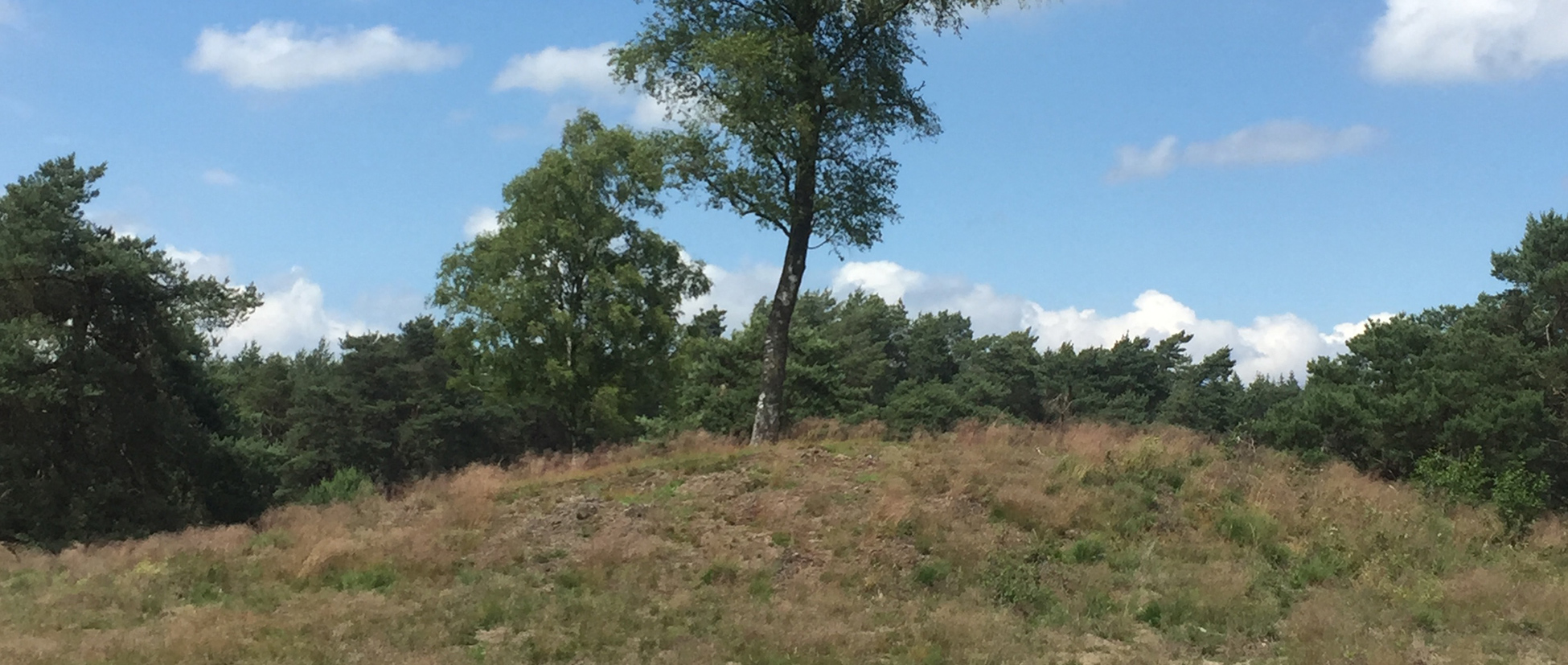 Wandel mee op de Wolfhezerheide
