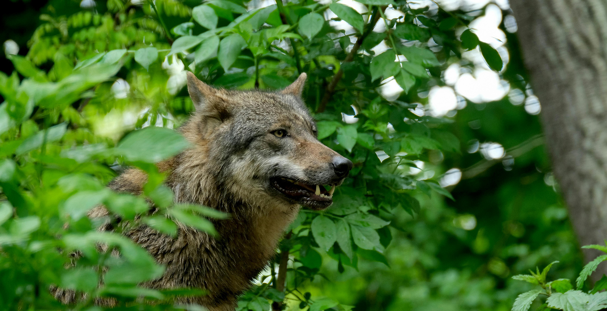 Beekdalvertelling: Het verhaal van de wolf