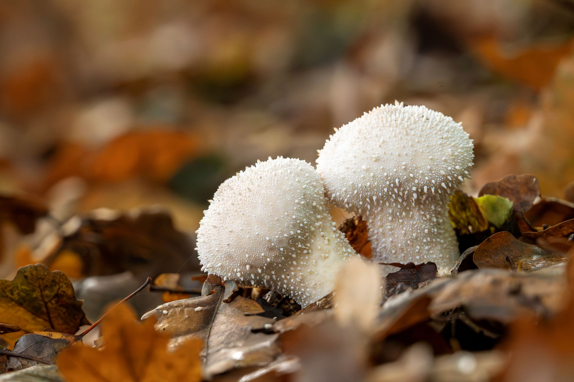 Bekijk en beleef de herfst in Renkums beekdal